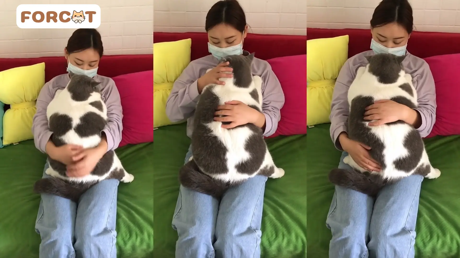 Mèo béo được chủ nhân ôm