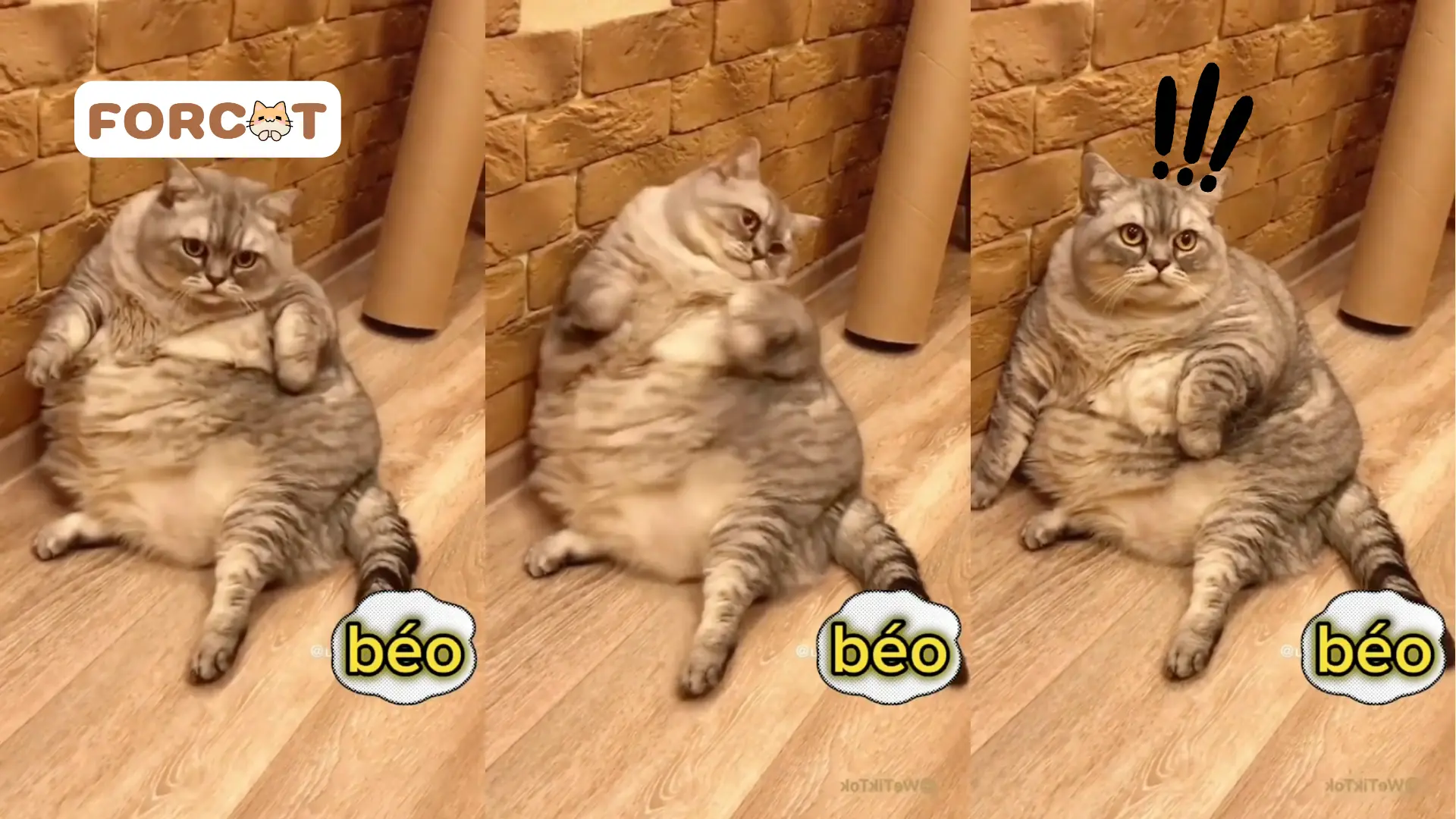 Mèo béo đang ngồi