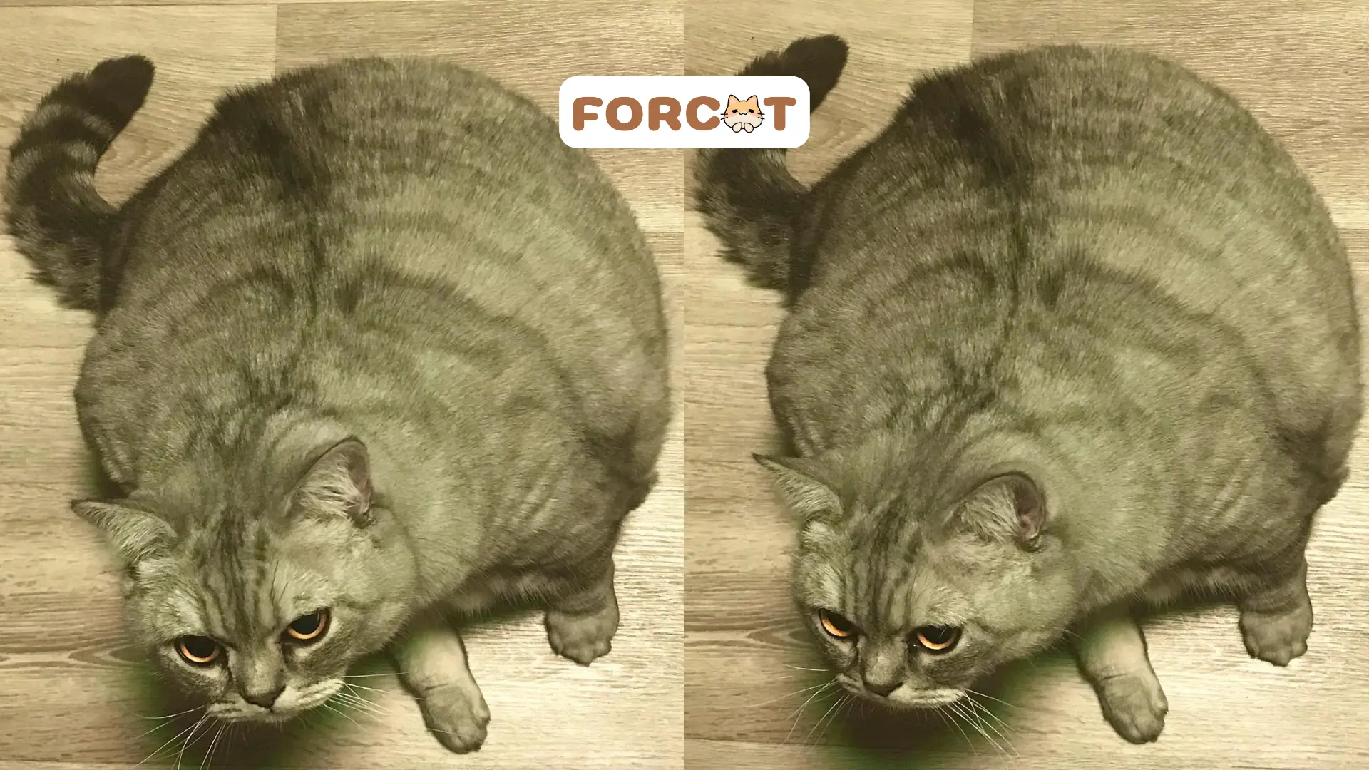 Mèo béo fedupcat