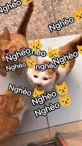 Nguồn gốc của quan niệm nuôi mèo khiến nghèo - Sự liên tưởng về âm thanh