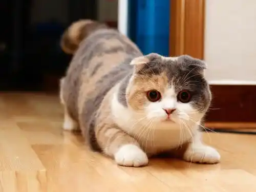 Mèo Munchkin