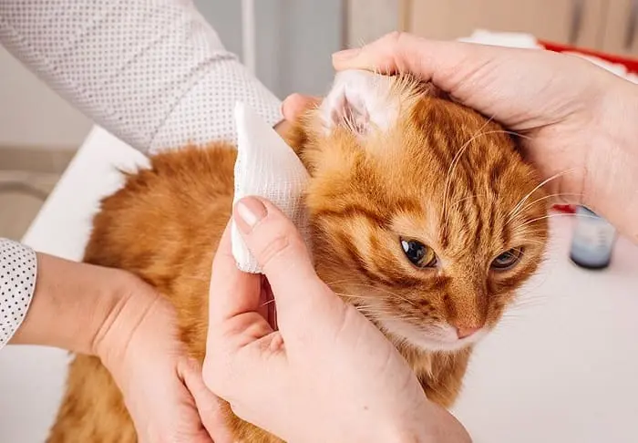 Mèo đang được điều trị rận tai