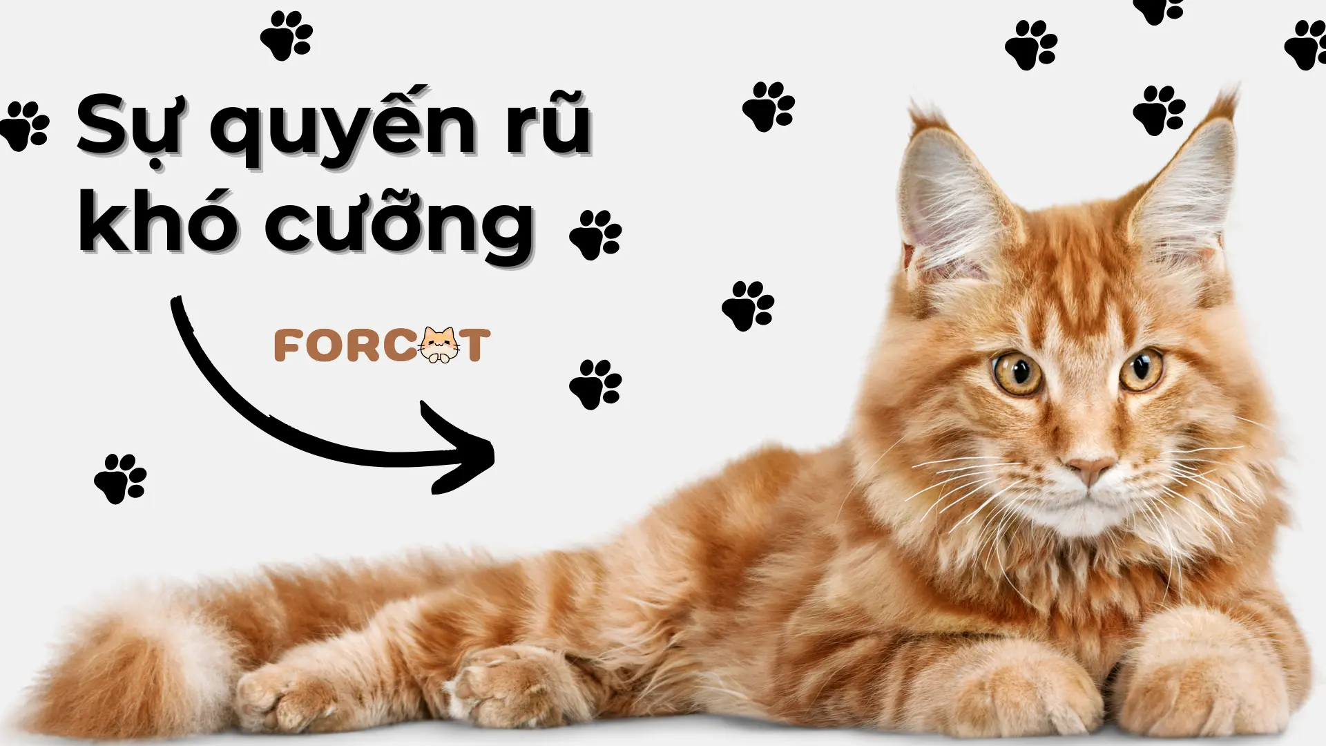 Sự quyến rũ khó cưỡng lại của loài mèo
