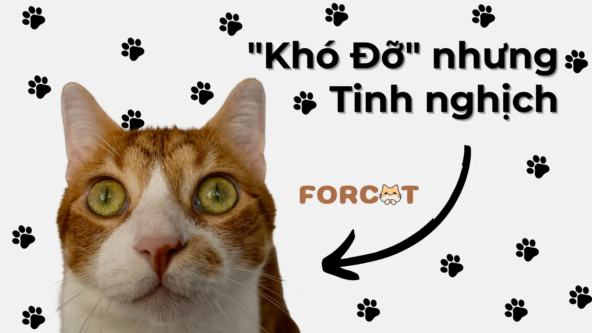 Hành động ‘khó đỡ’ nhưng không kém phần tinh nghich
