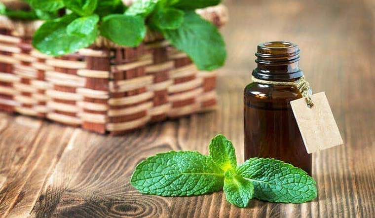 Sử dụng tinh dầu bạc hà trị rận cho mèo