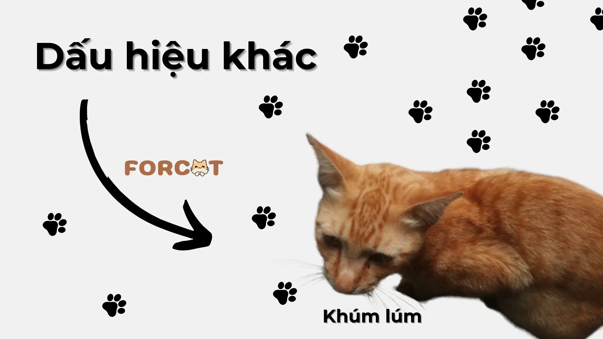 Các dấu hiệu khác