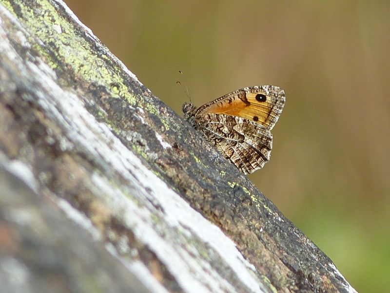 Apsrk4pfg2ahfxopr3zu