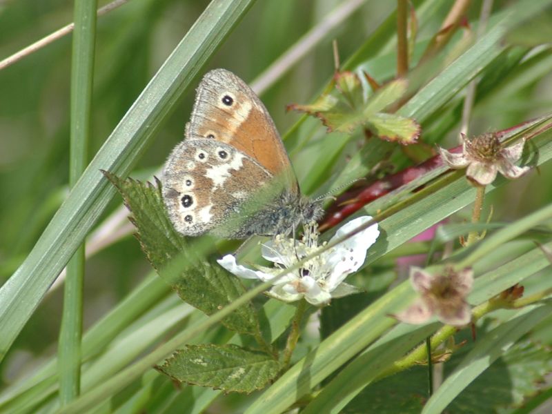 D5mttmnt1bintc4aqszs