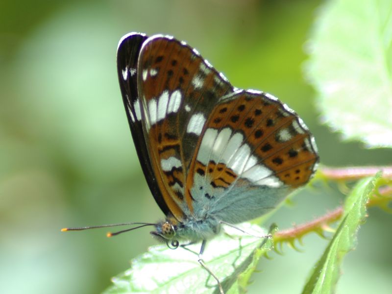 Fhsxz7jmcef63onadicd