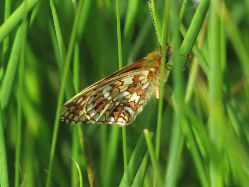 Gwf4gtwxlik75qzpgmue