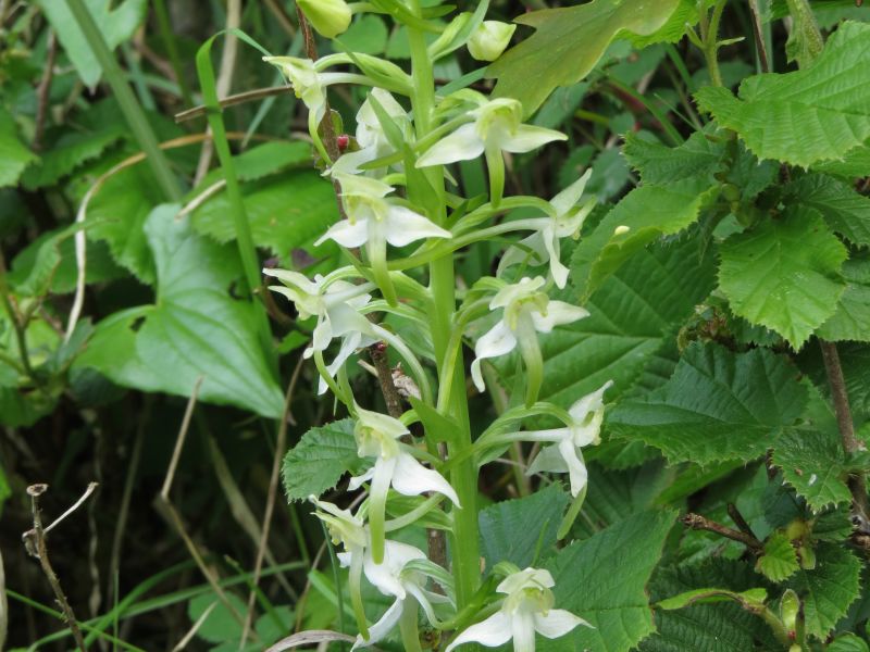 Jmj9k9jfrqovx0ddcxh0