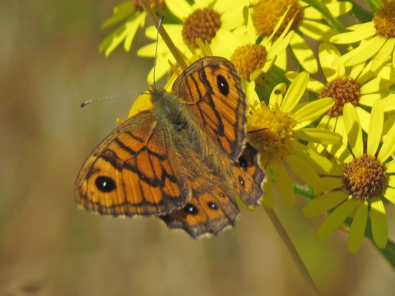 Jx2bsuls6dzqnpa3ndxm