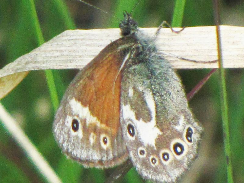 Kyt8bcrvwk8lml8kelxh