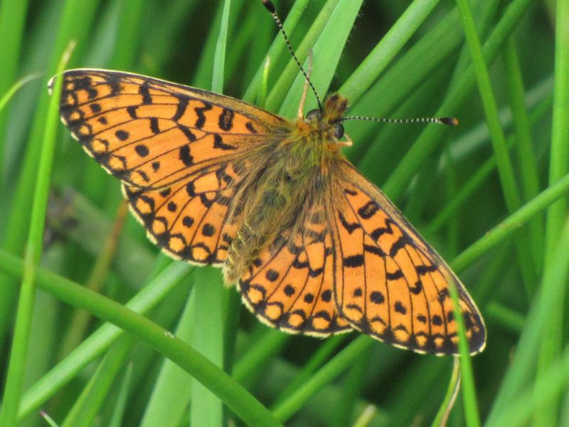 Lncqm8qewvegreanavx0