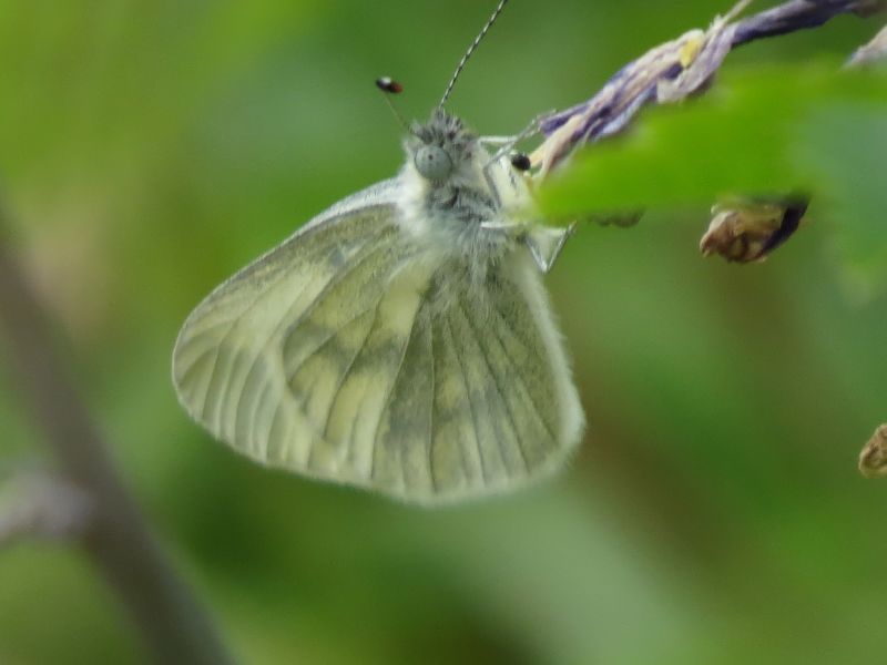 Lwgp9hjiaannwve2wqrl