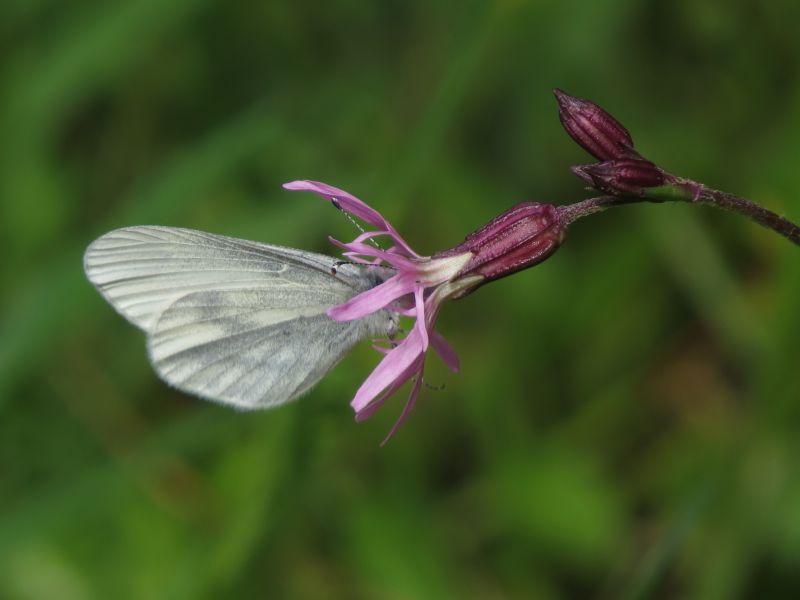 Oilziaajmny30ckwzqyz