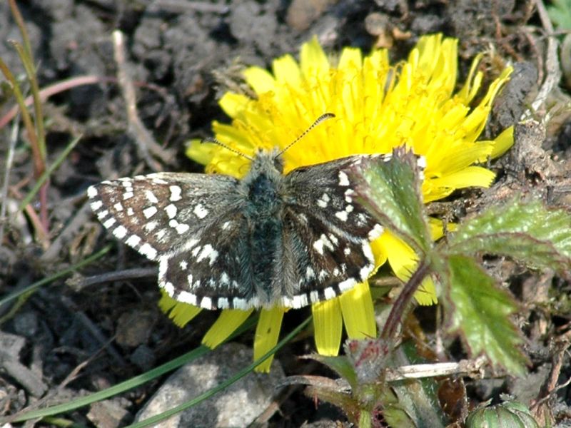 Pnzasgdei3ru7mxyx4q1