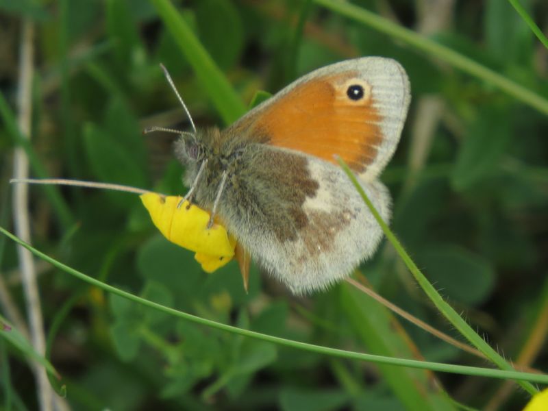 Q8pwbnoccowvyo1mrbgk