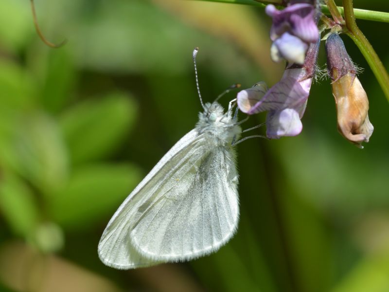 Sijyb1ophyrr2j5fobl8