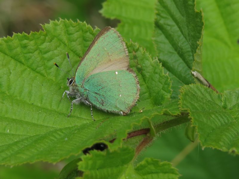 Wkihir61ftox4xjc9t5m