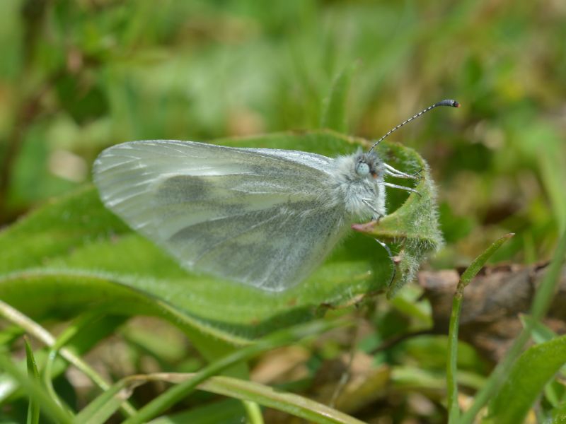 Wmedhgc5wlxmiytmwgsj