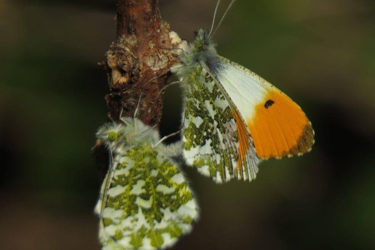 Exupbnmspxvmpi6f1wgc