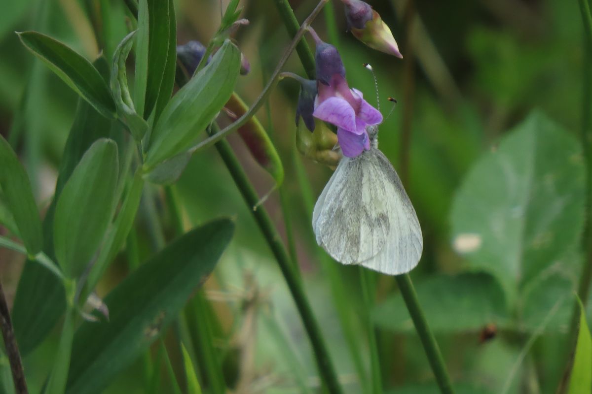 Hl7keng18jmxu4vb3jgw