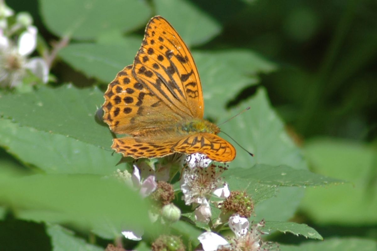 Iri8zen5bt94f6vr7xx6