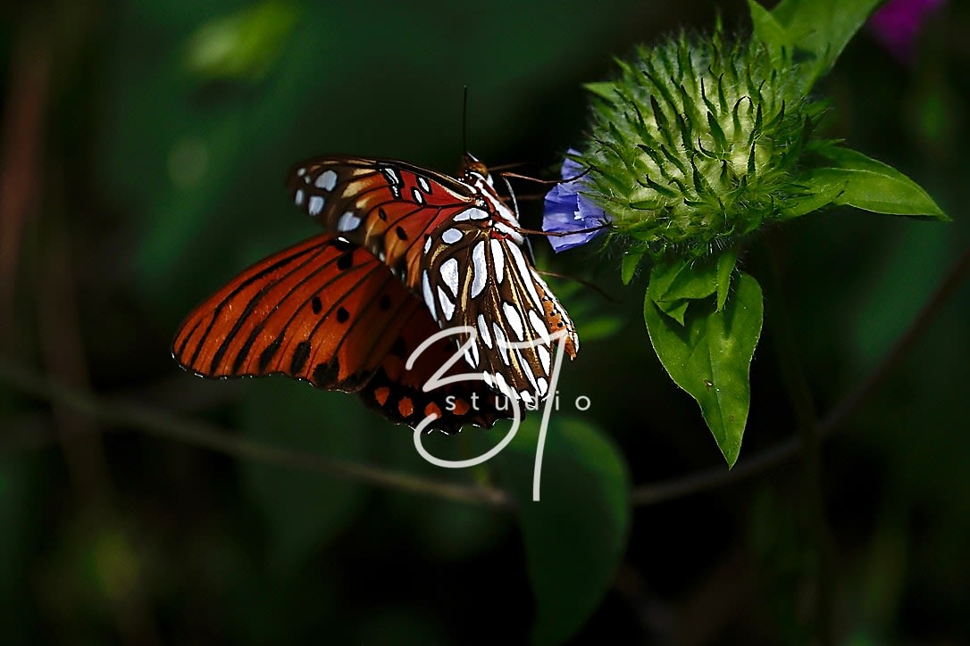 Studio 37 Photography - Professional wedding and portrait photography