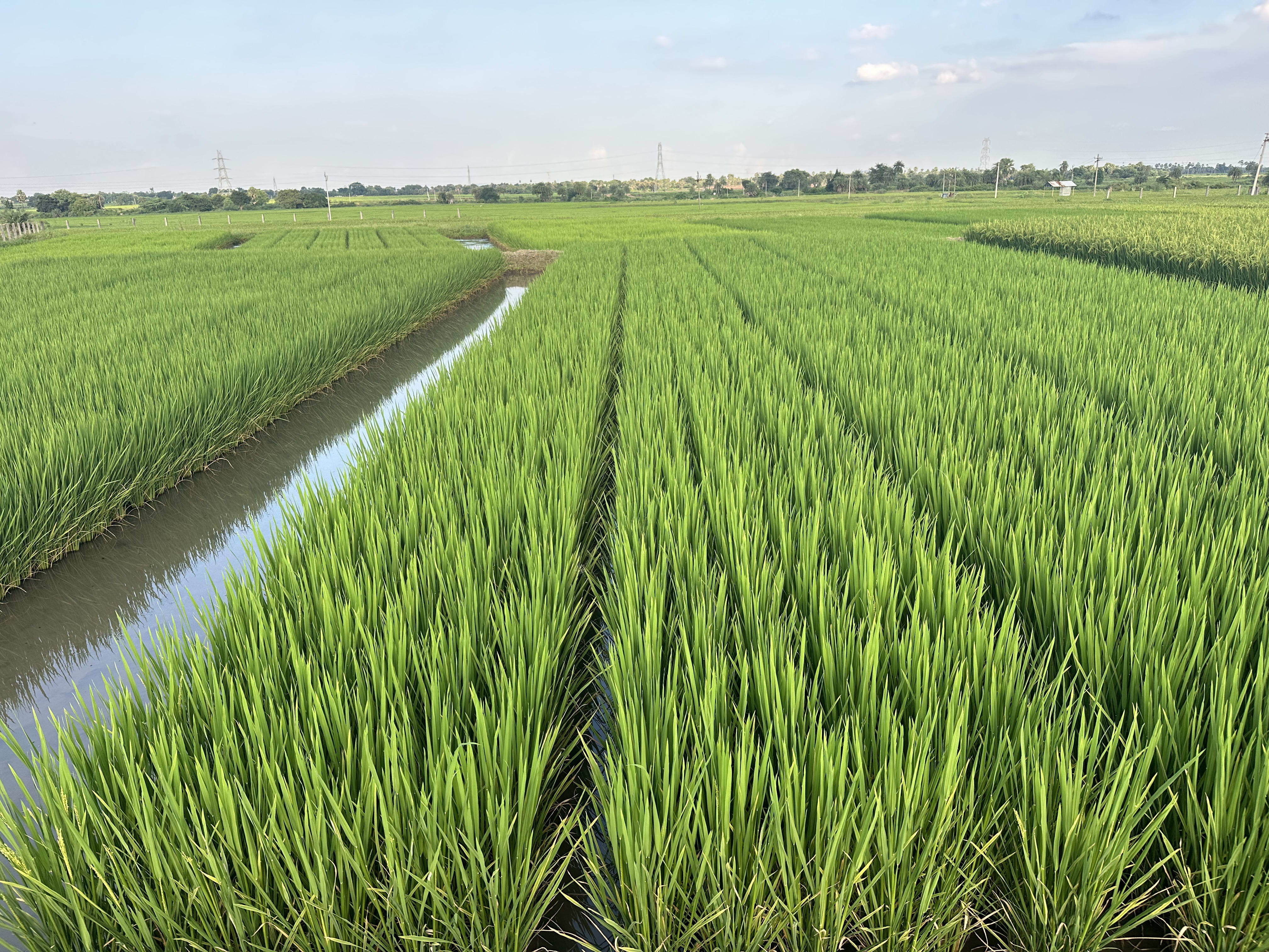Lush Green Fields