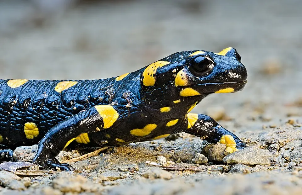 fire salamnder