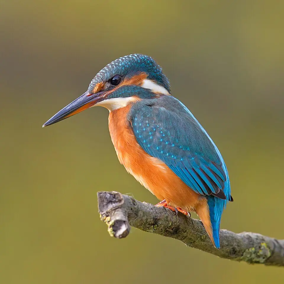 common kingfisher