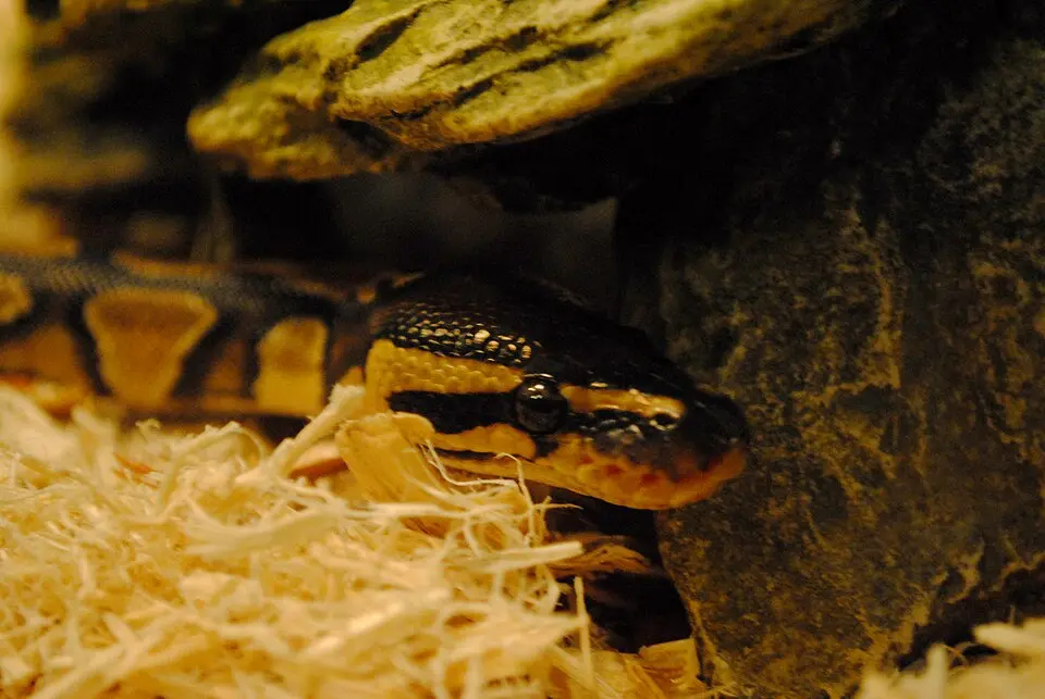 ball python