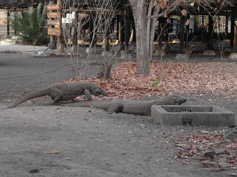 komodo dragon