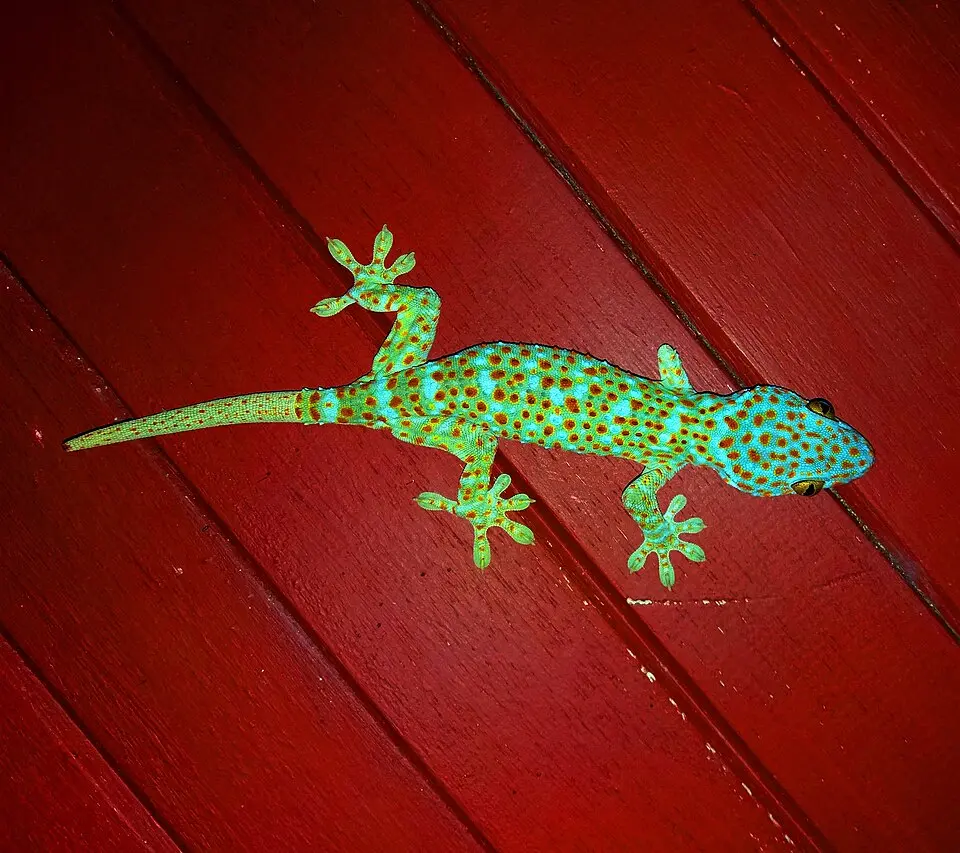tokay gecko