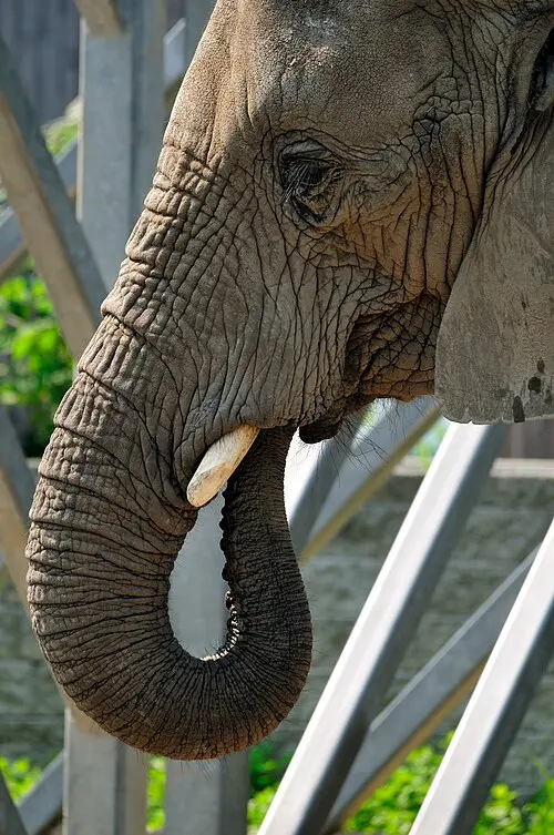 african elephant