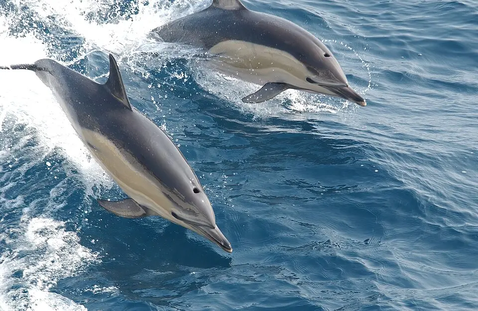 two dolphins