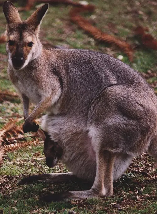 kangaroo