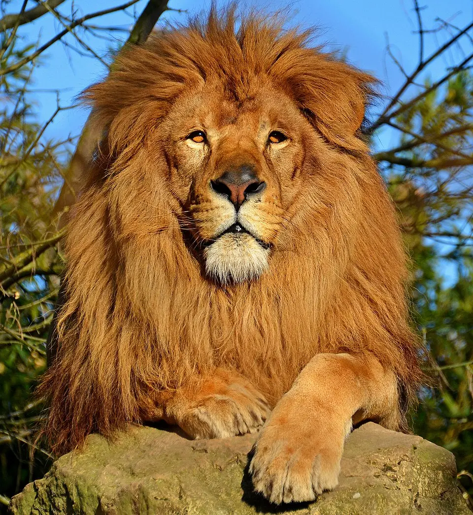 lion image