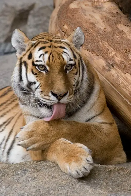 tiger