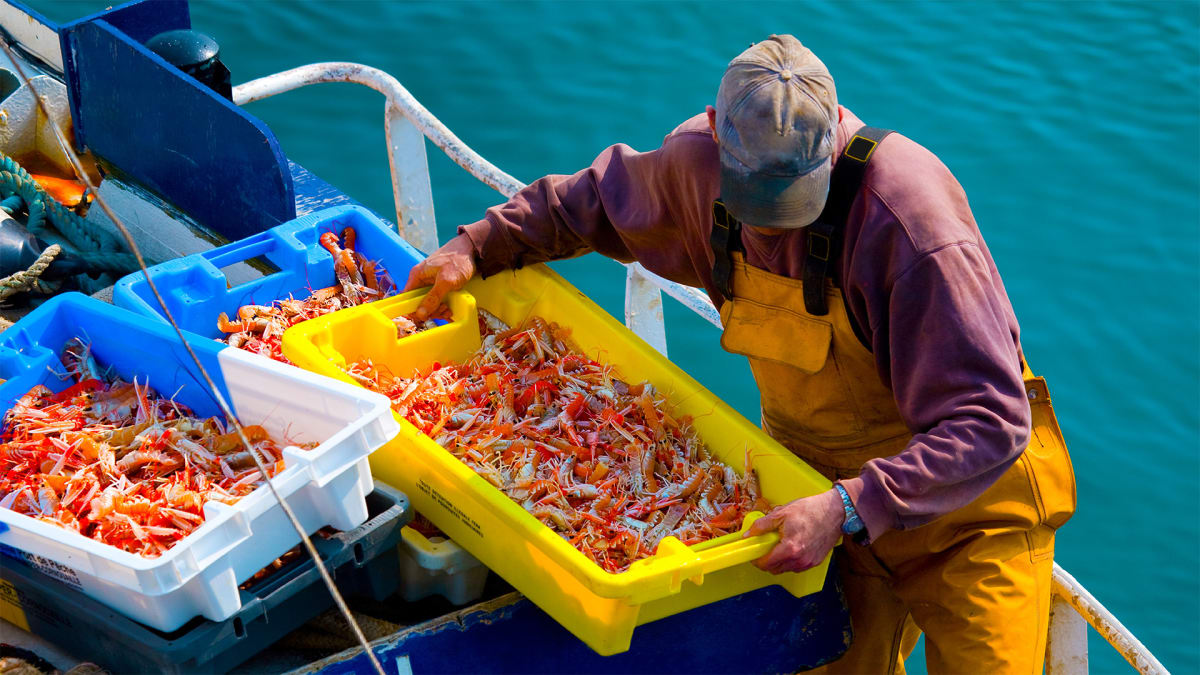 Shrimping Smarter, Not Harder!