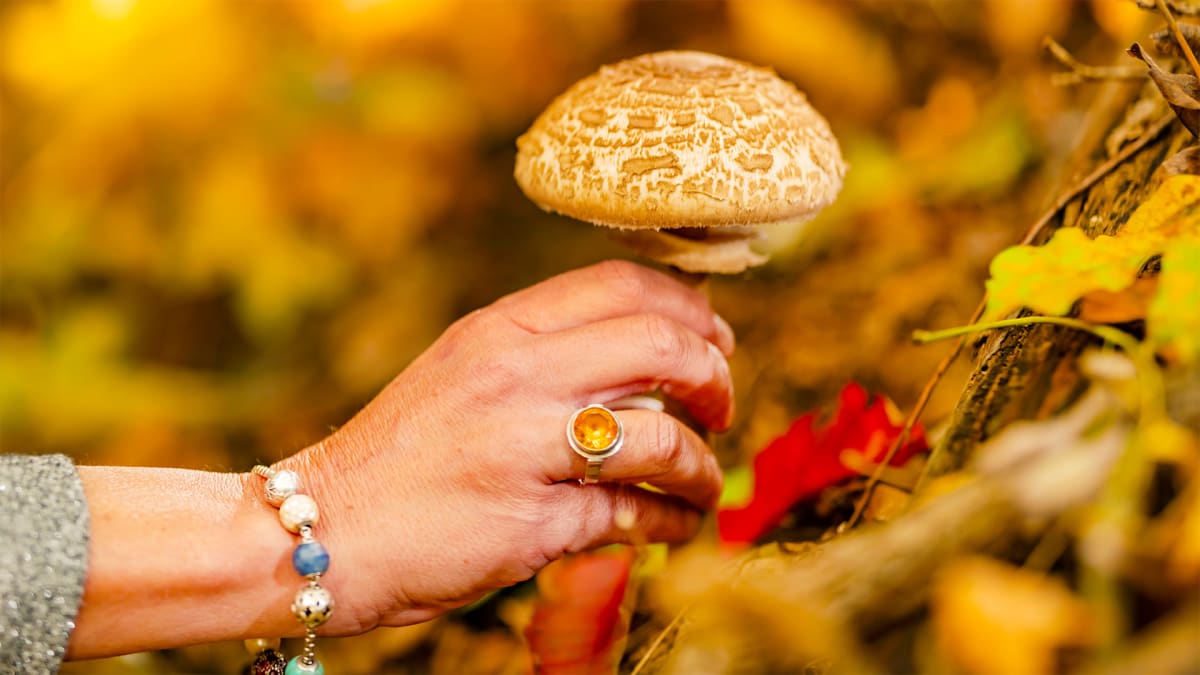 Shroom With a View!