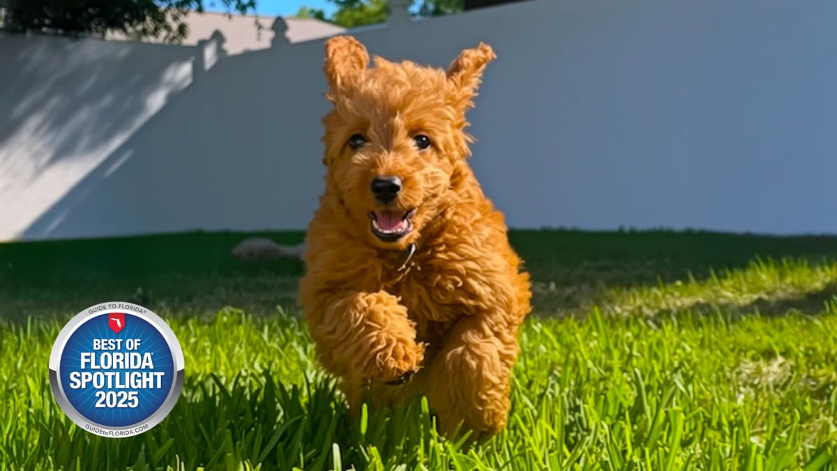Mini Doodles, Major Breeder Devotion