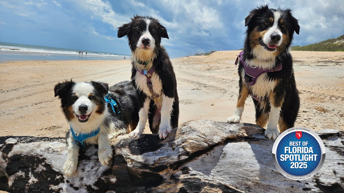 Keeping Paws Happy, One Check-Up at a Time
