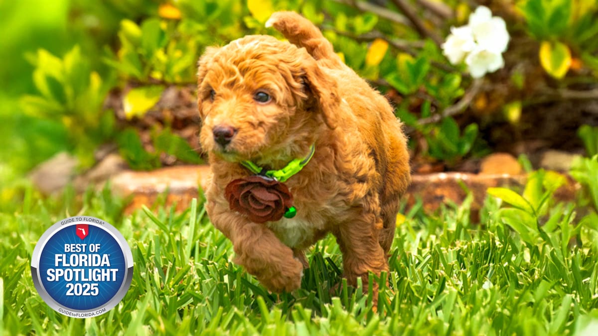 Proof That Happiness Has Four Paws