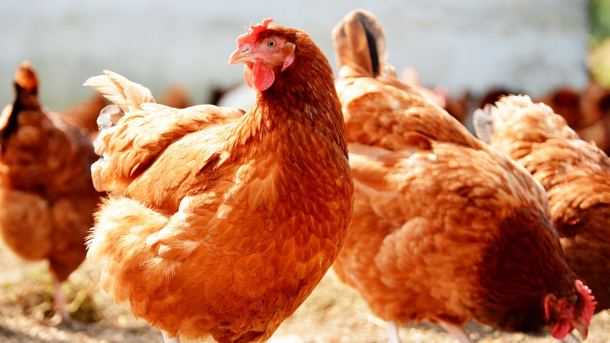 The Power of Poultry