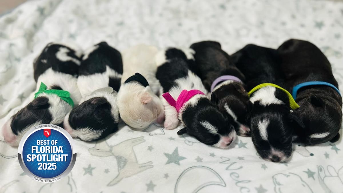 Where Every Pup Gets the Star Treatment