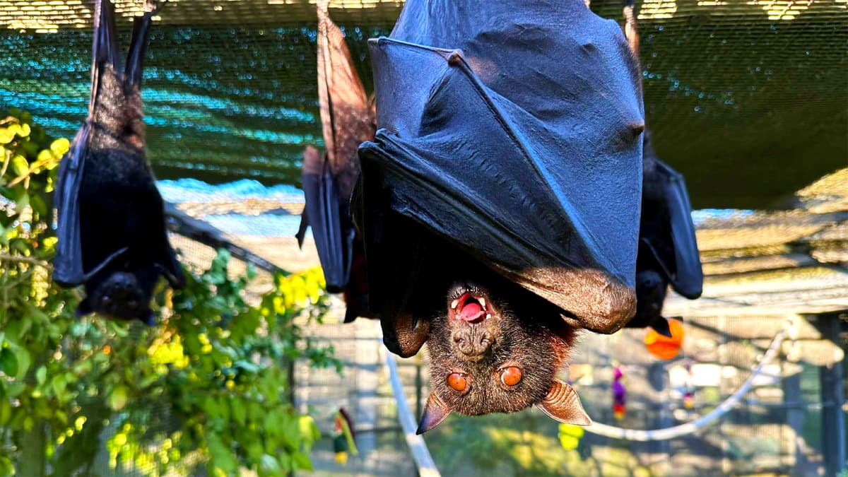 Bats, Brews, & Fall Views!