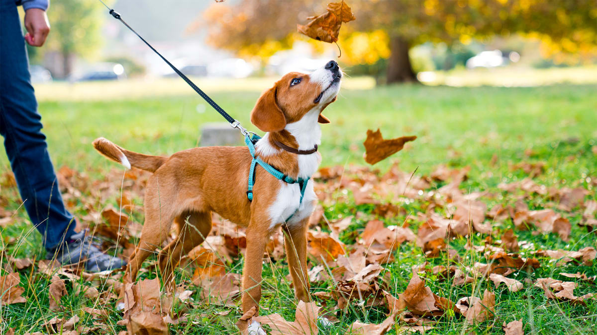 Fur-tastic Fall Fun!
