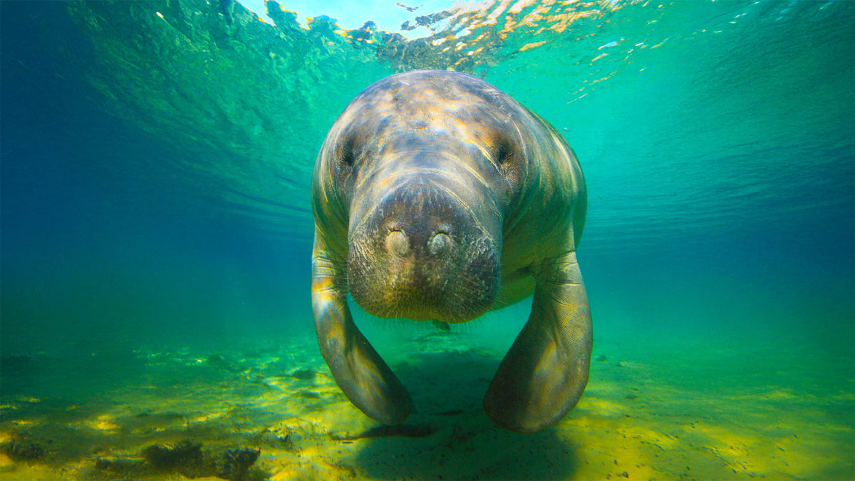 Make Way for Manatees!